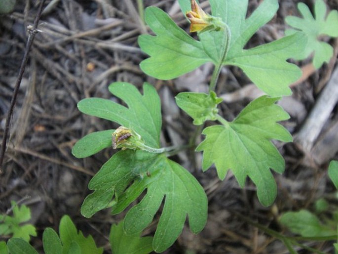 Viola lobata