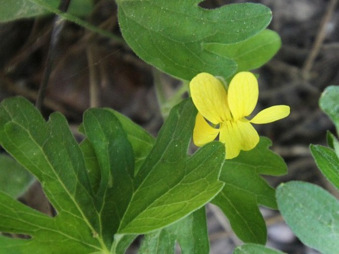 Viola lobata