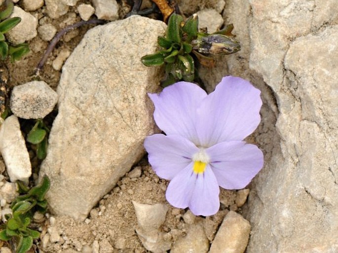 Viola magellensis