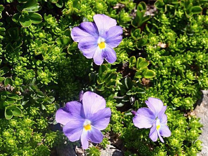 Viola magellensis