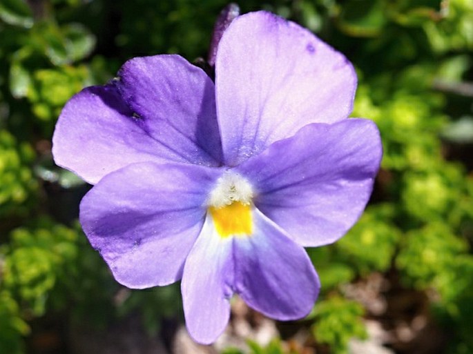 Viola magellensis