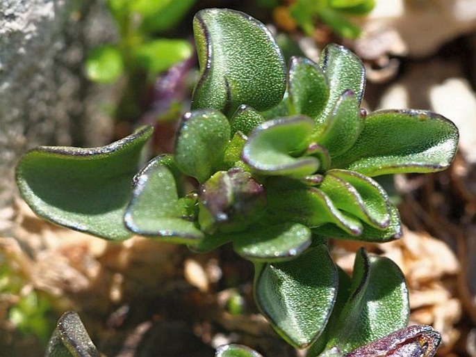 Viola magellensis