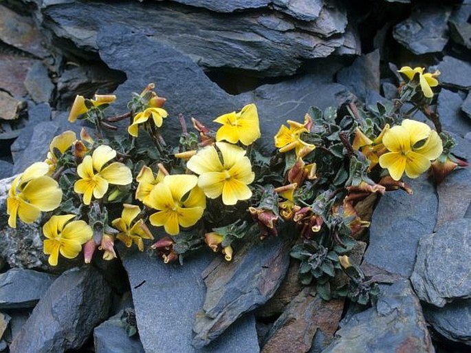 Viola minuta