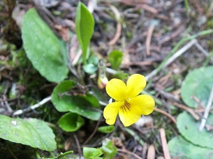 Viola orbiculata