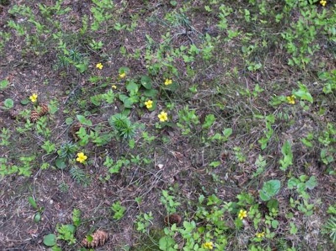 Viola orbiculata