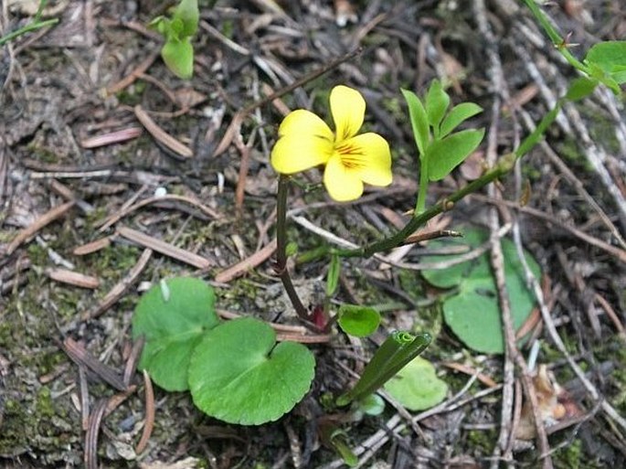 Viola orbiculata