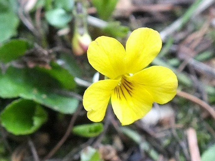 Viola orbiculata