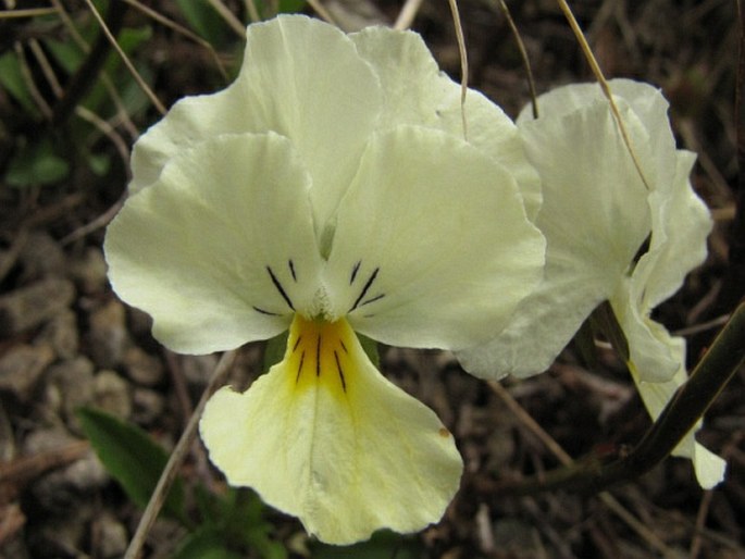 Viola oreades