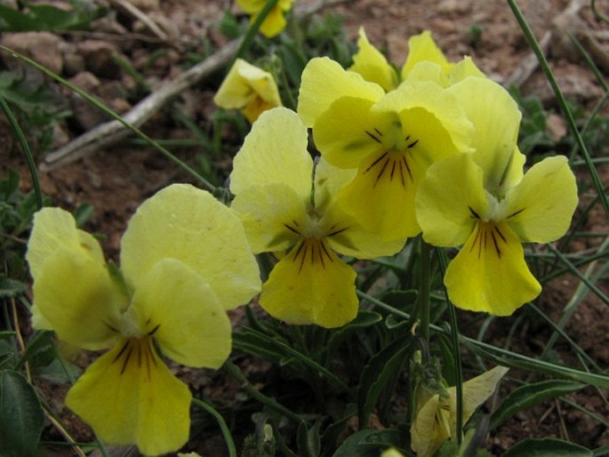 Viola oreades