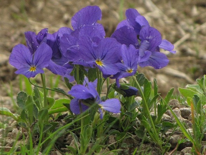 Viola oreades