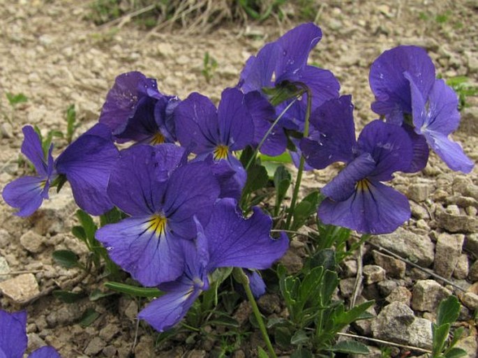 Viola oreades