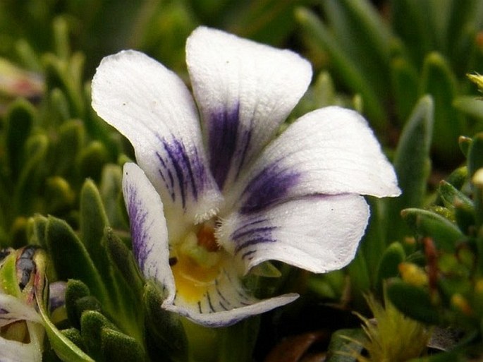 Viola pygmaea