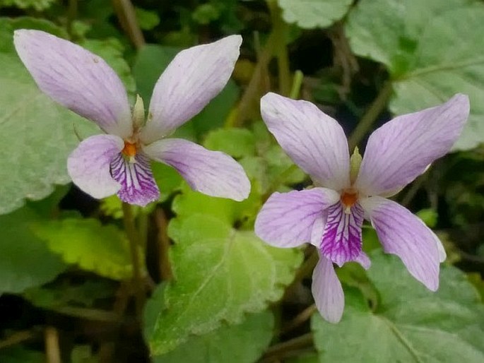 VIOLA SUMATRANA Miq. - violka / fialka