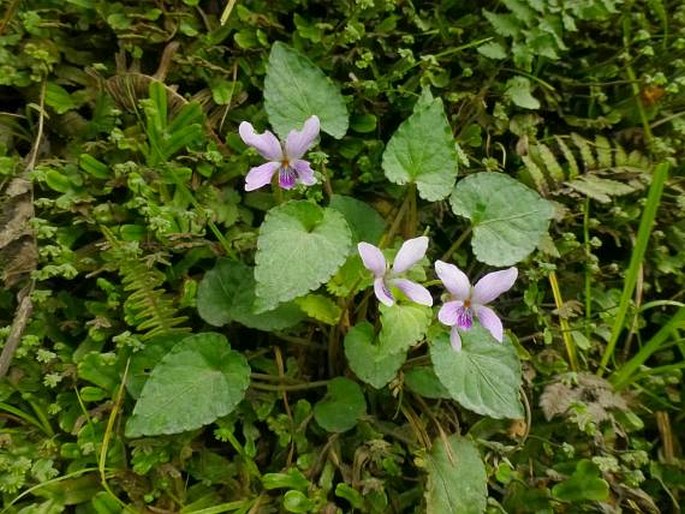 Viola sumatrana