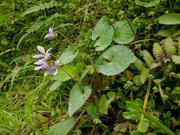 Viola sumatrana