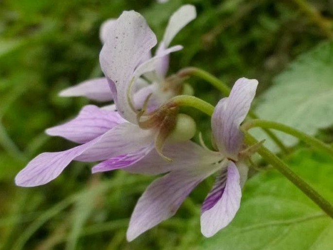 Viola sumatrana