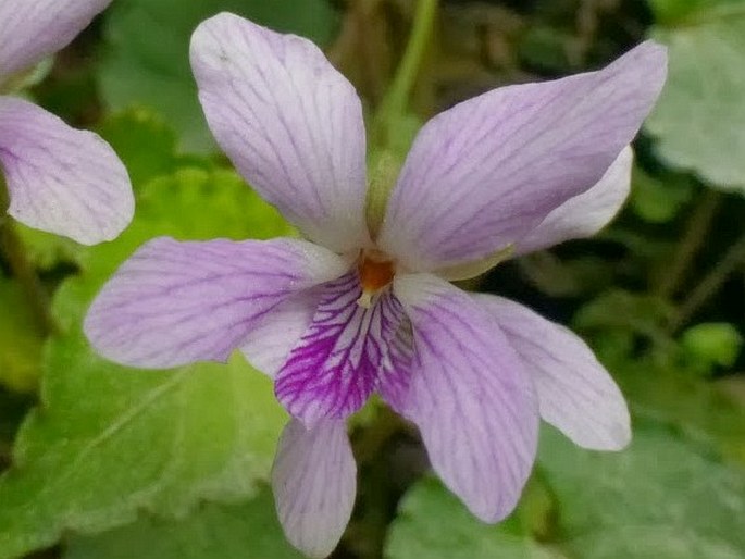 Viola sumatrana