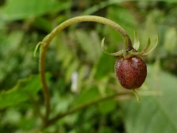 Viola sumatrana