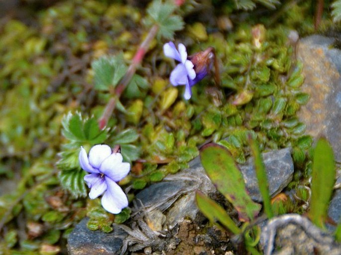 Viola thymifolia