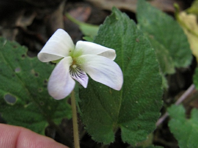 Viola tonkinensis