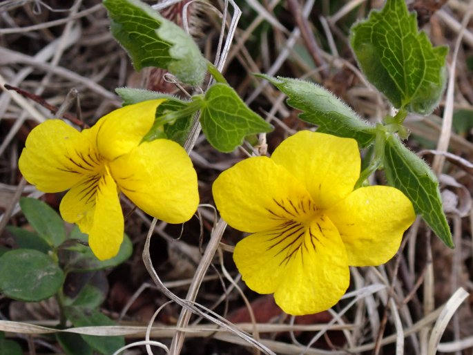 Viola uniflora