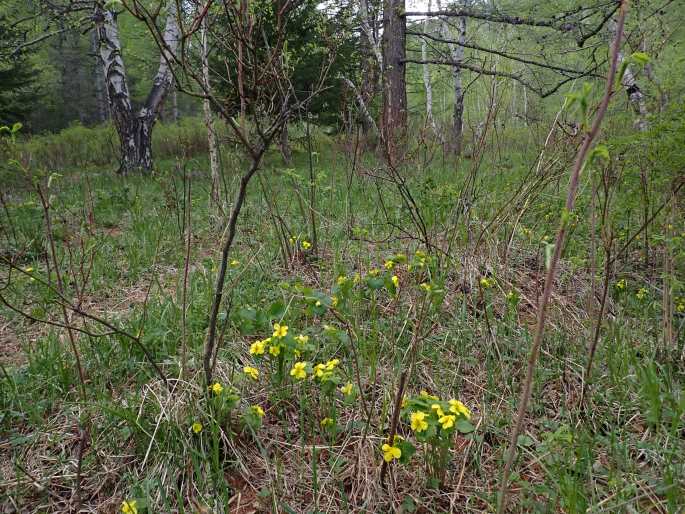 Viola uniflora