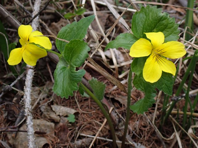 Viola uniflora