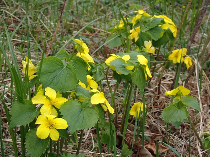 Viola uniflora