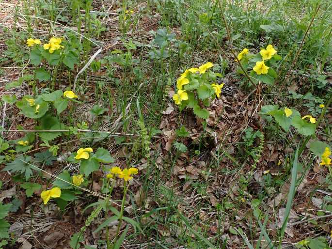 Viola uniflora