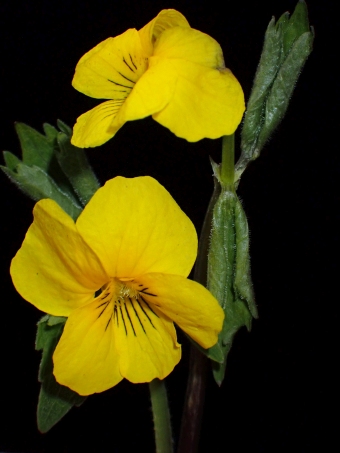 Viola uniflora