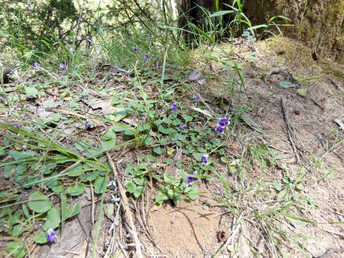 Viola hederacea