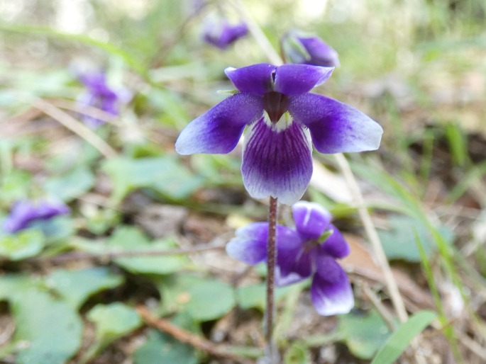 Viola hederacea