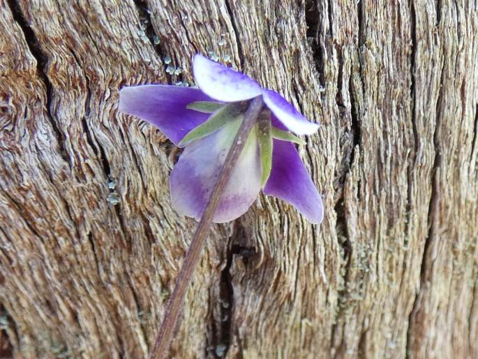 Viola hederacea