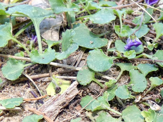 Viola hederacea