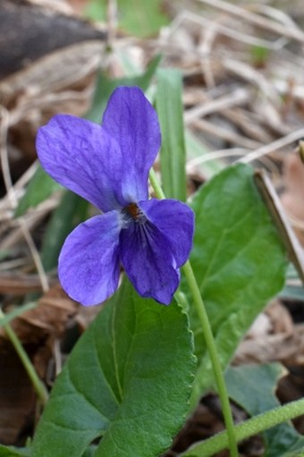 Viola ×scabra