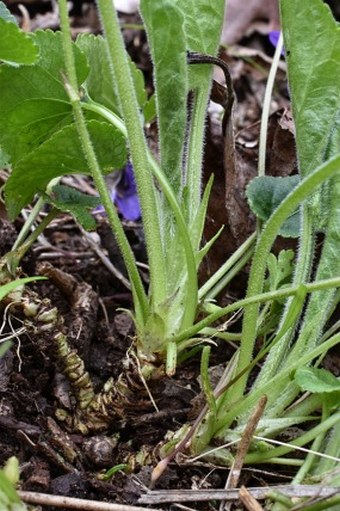 Viola ×scabra