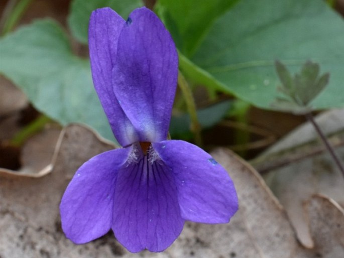 VIOLA ×SCABRA F. Braun – violka