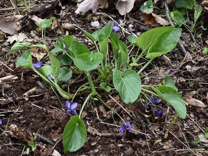 Viola ×scabra