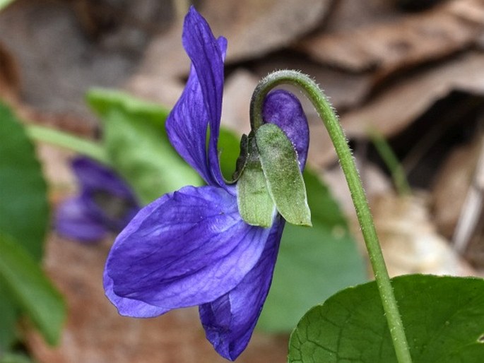 Viola ×scabra