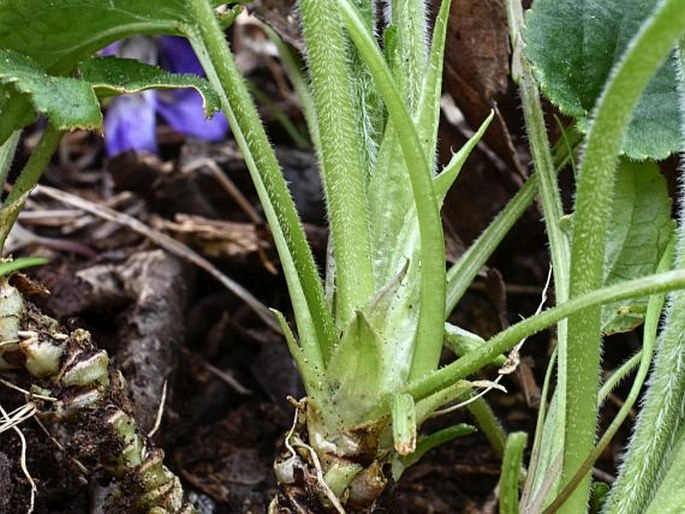 Viola ×scabra