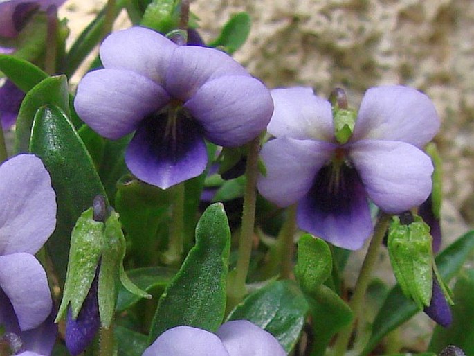 VIOLA SPATHULATA Willd. ex Schult.