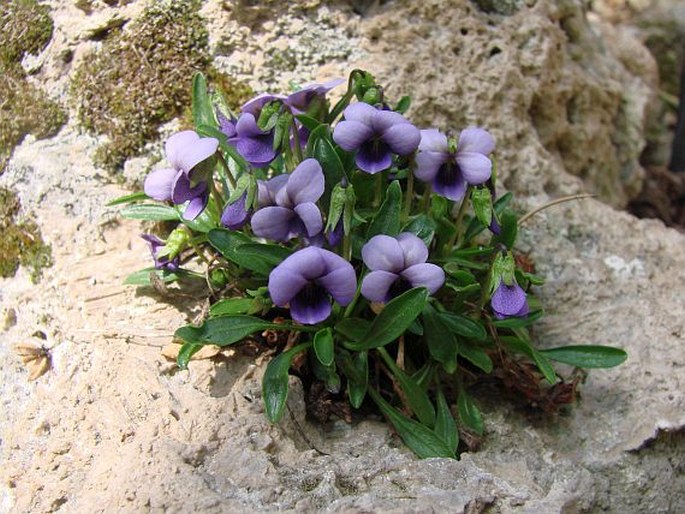 Viola spathulata