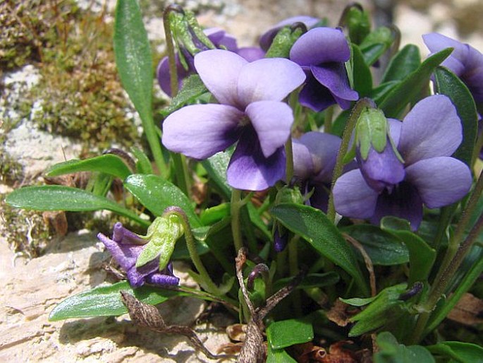 Viola spathulata