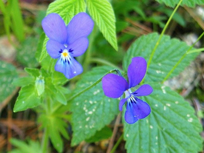 VIOLA ORPHANIDIS Boiss. - violka / fialka