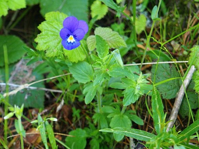 Viola orphanidis