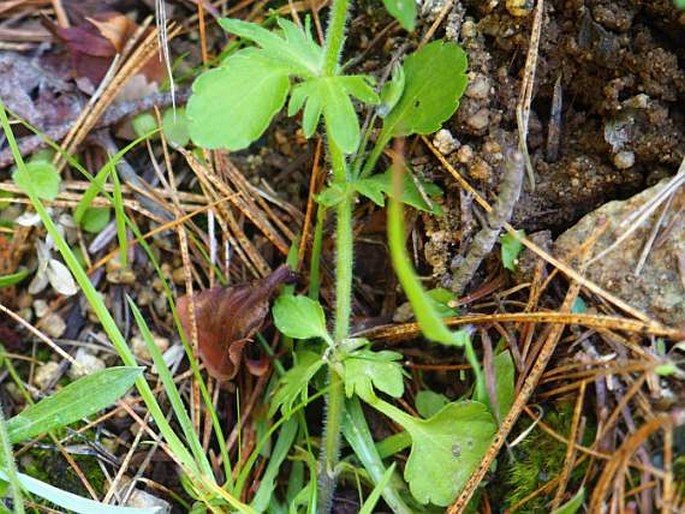 Viola orphanidis