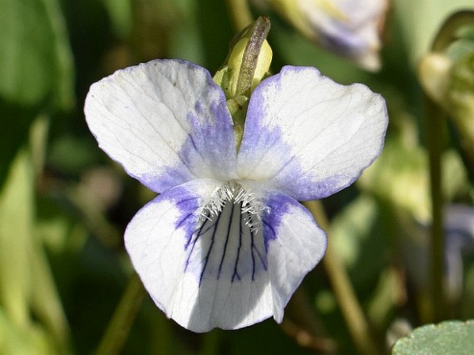 Viola ×ritschliana