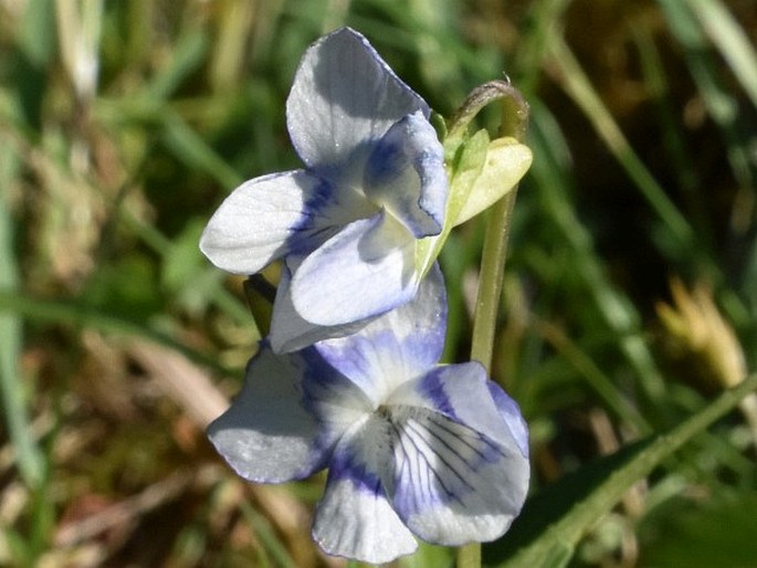 Viola ×ritschliana