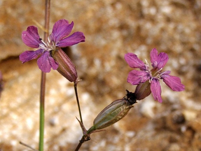 VISCARIA VULGARIS subsp. ATROPURPUREA (Griseb.) Stoj. – smolnička