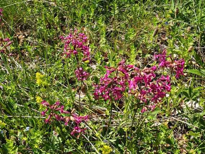 Viscaria vulgaris subsp. atropurpurea